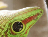 phelsuma